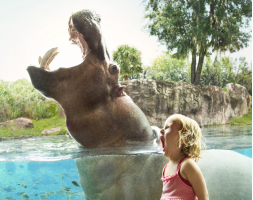 Busch Gardens Single Day Ticket with All Day Dining